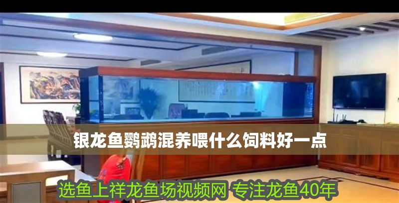 銀龍魚鸚鵡混養喂什么飼料好一點