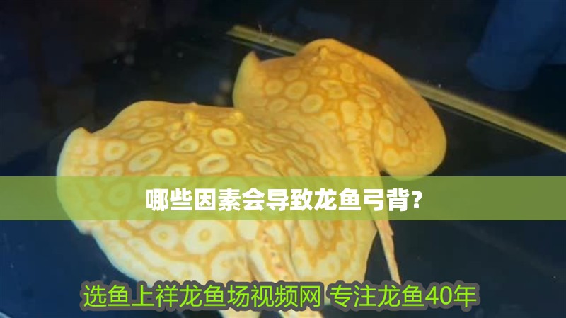 我的虎魚真菌感染了要怎么處理 哪些因素會導致龍魚弓背? 龍魚百科 哪些因素會導致龍魚弓背? 哪些因素會導致龍魚弓背? 龍魚百科