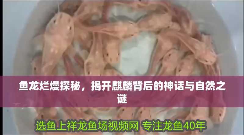 魚龍爛熳探秘，揭開麒麟背后的神話與自然之謎