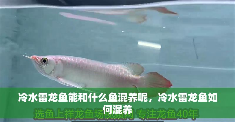 冷水雷龍魚能和什么魚混養(yǎng)呢，冷水雷龍魚如何混養(yǎng)