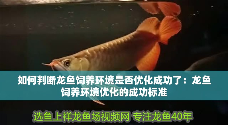 如何判斷龍魚飼養環境是否優化成功了：龍魚飼養環境優化的成功標準