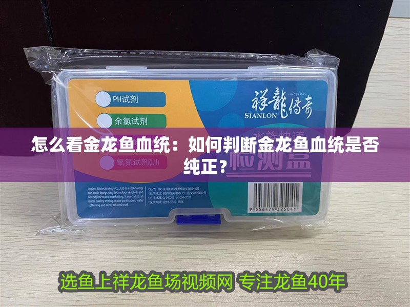 怎么看金龍魚血統：如何判斷金龍魚血統是否純正？