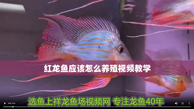 紅龍魚應(yīng)該怎么養(yǎng)殖視頻教學(xué)