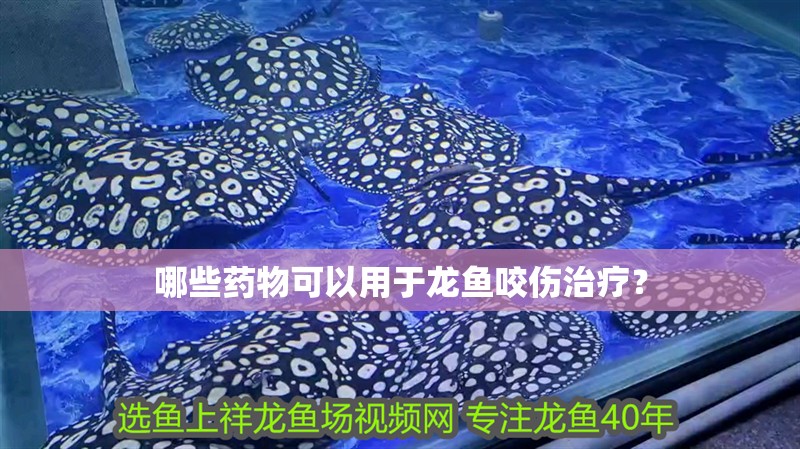 哪些藥物可以用于龍魚咬傷治療？
