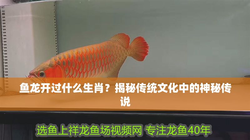 魚龍開過什么生肖?揭秘傳統文化中的神秘傳說 龍魚百科 第1張 魚龍開過什么生肖?揭秘傳統文化中的神秘傳說 魚龍開過什么生肖?揭秘傳統文化中的神秘傳說 龍魚百科 第1張