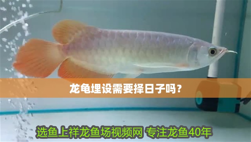 龍龜埋設(shè)需要擇日子嗎？