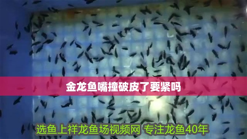 金龍魚嘴撞破皮了要緊嗎