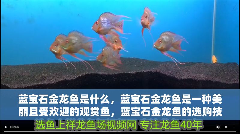 藍(lán)寶石金龍魚是什么，藍(lán)寶石金龍魚是一種美麗且受歡迎的觀賞魚，藍(lán)寶石金龍魚的選購技巧
