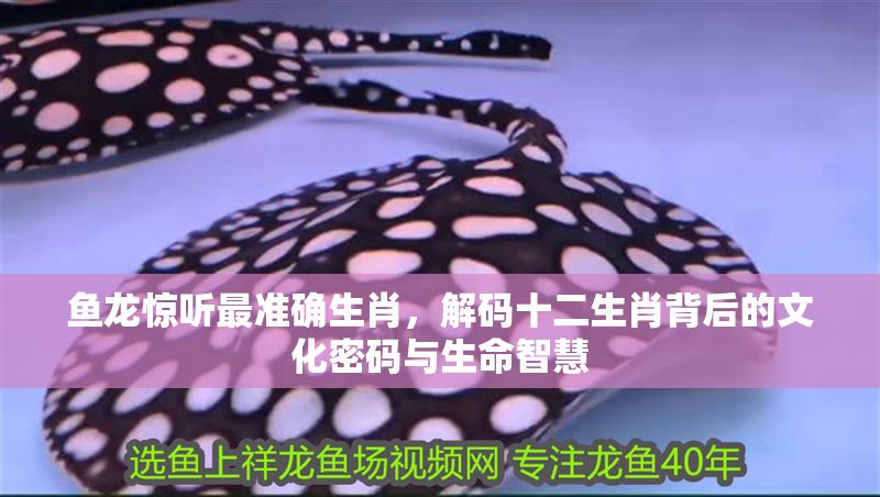 魚龍?bào)@聽最準(zhǔn)確生肖，解碼十二生肖背后的文化密碼與生命智慧