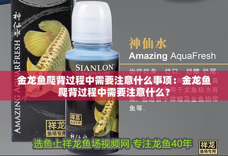 金龍魚爬背過程中需要注意什么事項：金龍魚爬背過程中需要注意什么？