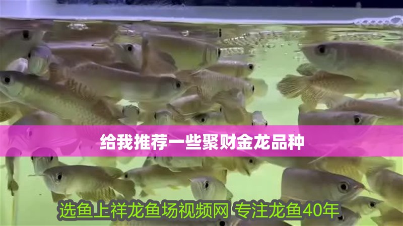 給我推薦一些聚財金龍品種