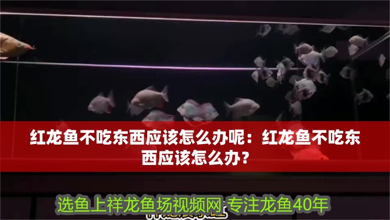 紅龍魚不吃東西應該怎么辦呢：紅龍魚不吃東西應該怎么辦？