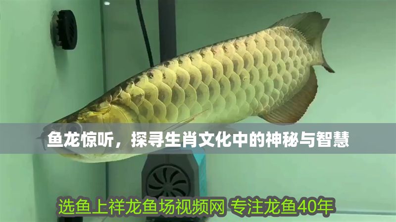 魚龍驚聽，探尋生肖文化中的神秘與智慧