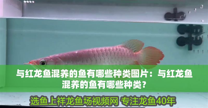 與紅龍魚混養(yǎng)的魚有哪些種類圖片：與紅龍魚混養(yǎng)的魚有哪些種類？