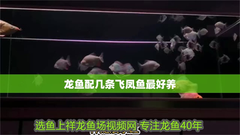 龍魚配幾條飛鳳魚最好養