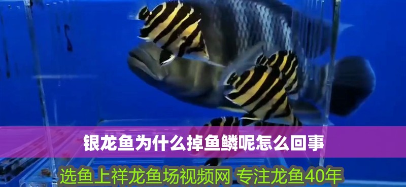 銀龍魚為什么掉魚鱗呢怎么回事 銀龍魚為什么掉魚鱗呢怎么回事 龍魚百科
