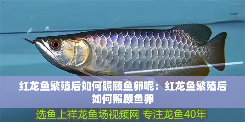紅龍魚繁殖后如何照顧魚卵呢：紅龍魚繁殖后如何照顧魚卵