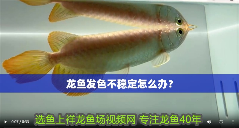 龍魚發色不穩定怎么辦？