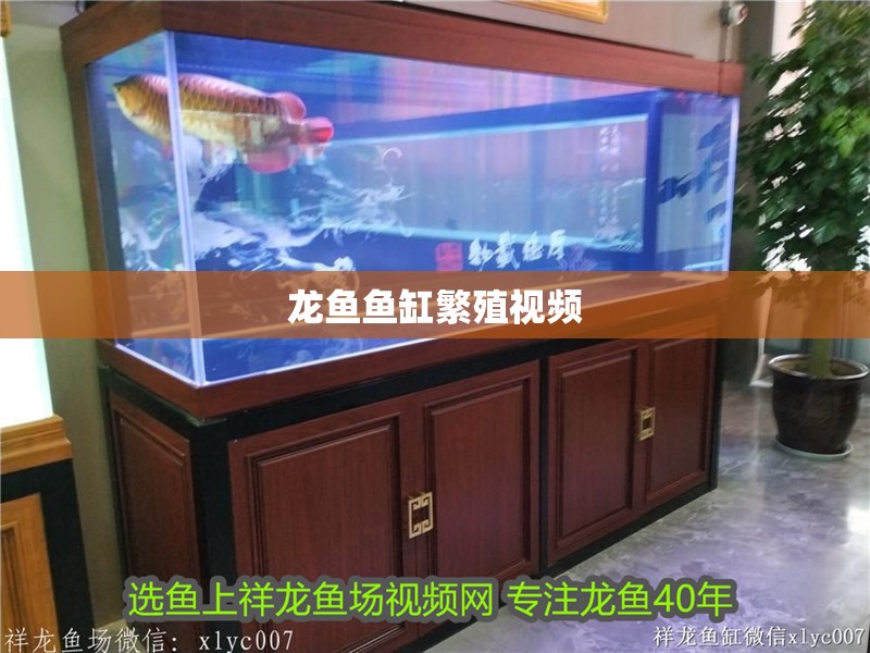 龍魚魚缸繁殖視頻