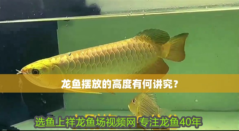 龍魚擺放的高度有何講究？