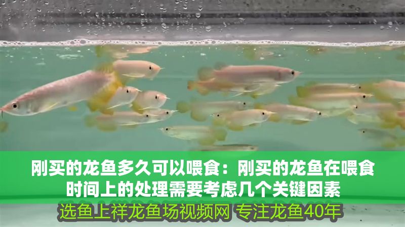 剛買的龍魚多久可以喂食：剛買的龍魚在喂食時間上的處理需要考慮幾個關鍵因素