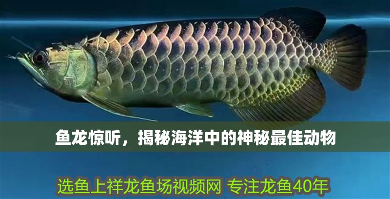 魚龍驚聽，揭秘海洋中的神秘最佳動物