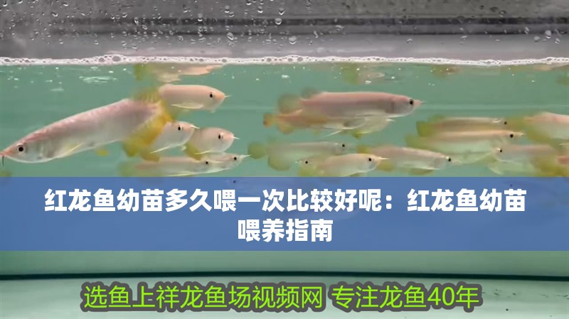 紅龍魚幼苗多久喂一次比較好呢：紅龍魚幼苗喂養(yǎng)指南