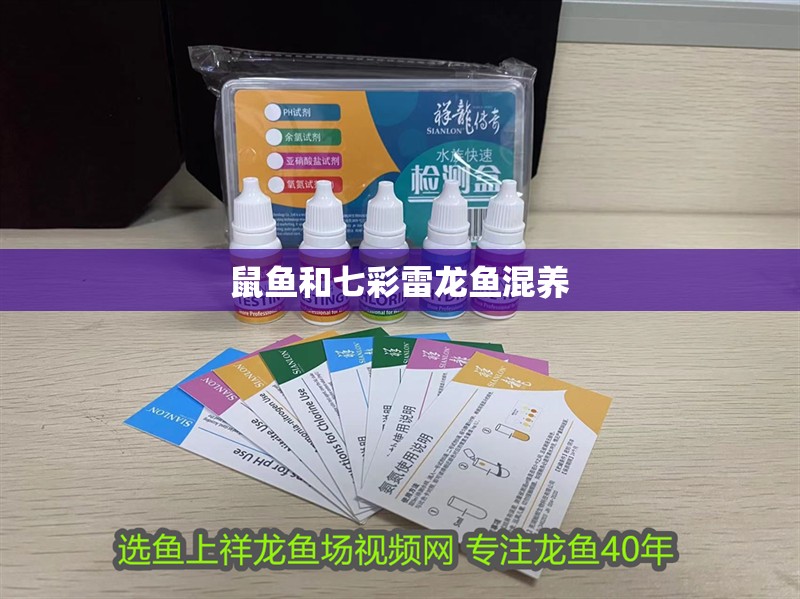 鼠魚和七彩雷龍魚混養 鼠魚和七彩雷龍魚混養 龍魚百科
