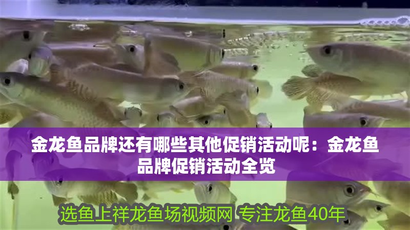 金龍魚品牌還有哪些其他促銷活動呢：金龍魚品牌促銷活動全覽