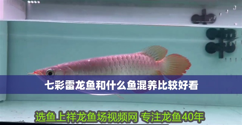 魚缸用增氧泵價格是多少:魚缸增氧機-xtrac增氧機-xtrac增氧機 七彩雷龍魚和什么魚混養比較好看 龍魚百科 七彩雷龍魚和什么魚混養比較好看 七彩雷龍魚和什么魚混養比較好看 龍魚百科