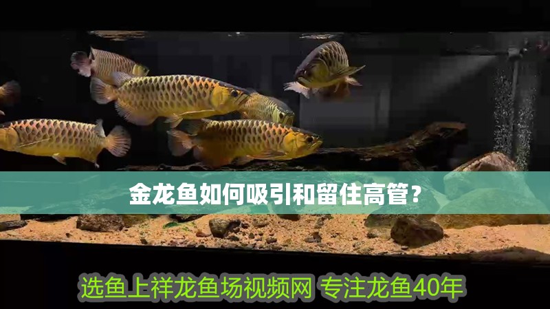金龍魚如何吸引和留住高管？ 金龍魚如何吸引和留住高管？ 龍魚百科
