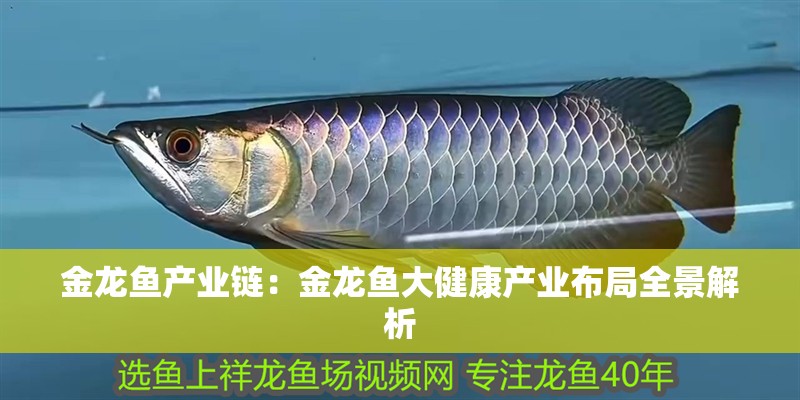 金龍魚產(chǎn)業(yè)鏈：金龍魚大健康產(chǎn)業(yè)布局全景解析
