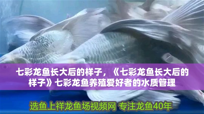 七彩龍魚長大后的樣子，《七彩龍魚長大后的樣子》七彩龍魚養殖愛好者的水質管理 七彩龍魚長大后的樣子，《七彩龍魚長大后的樣子》七彩龍魚養殖愛好者的水質管理 龍魚論壇