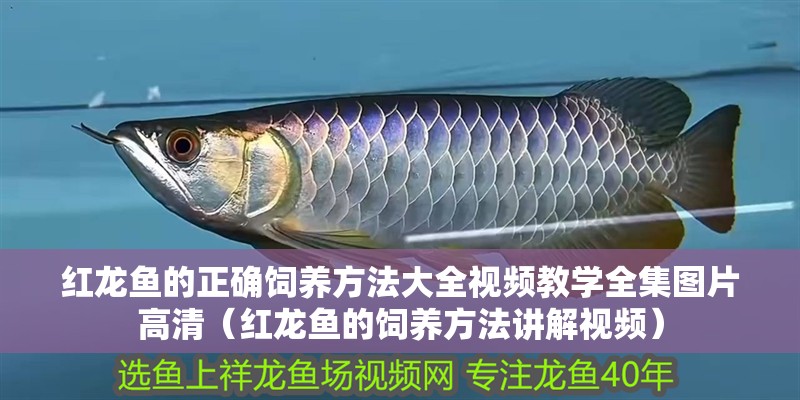 紅龍魚的正確飼養方法大全視頻教學全集圖片高清（紅龍魚的飼養方法講解視頻）