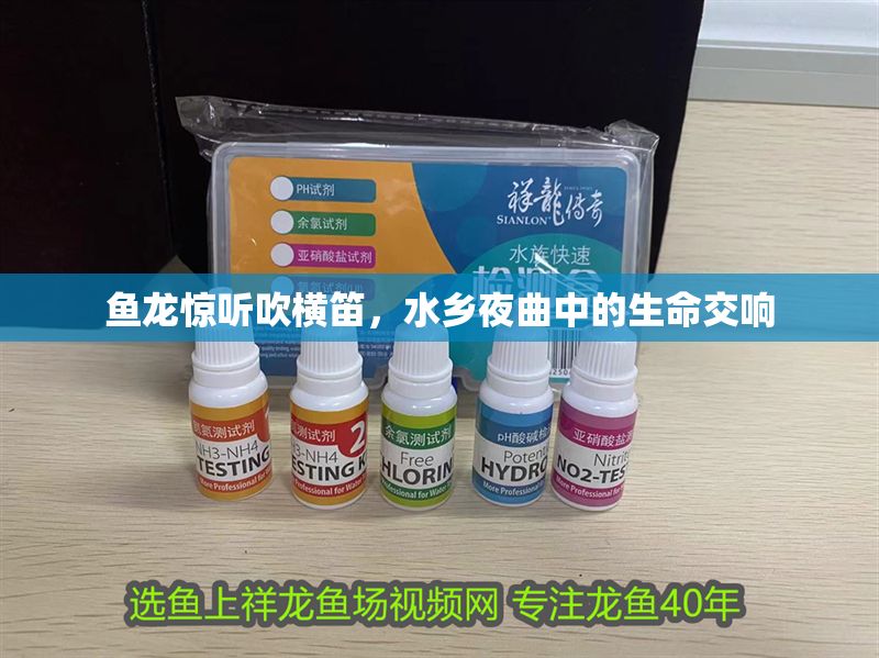 魚龍驚聽吹橫笛,水鄉夜曲中的生命交響 龍魚百科 第1張 魚龍驚聽吹橫笛,水鄉夜曲中的生命交響 魚龍驚聽吹橫笛,水鄉夜曲中的生命交響 龍魚百科 第1張