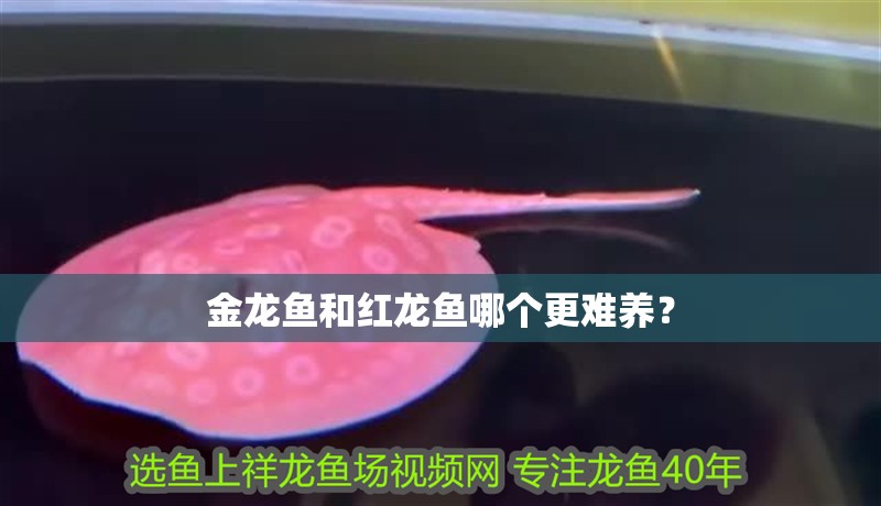 金龍魚和紅龍魚哪個更難養？