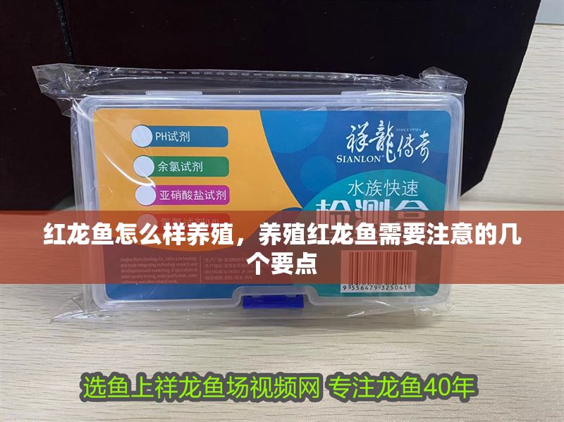 紅龍魚怎么樣養殖，養殖紅龍魚需要注意的幾個要點