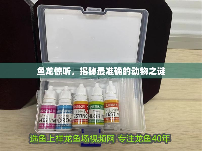 魚龍驚聽，揭秘最準確的動物之謎 魚龍驚聽，揭秘最準確的動物之謎 龍魚百科 第1張