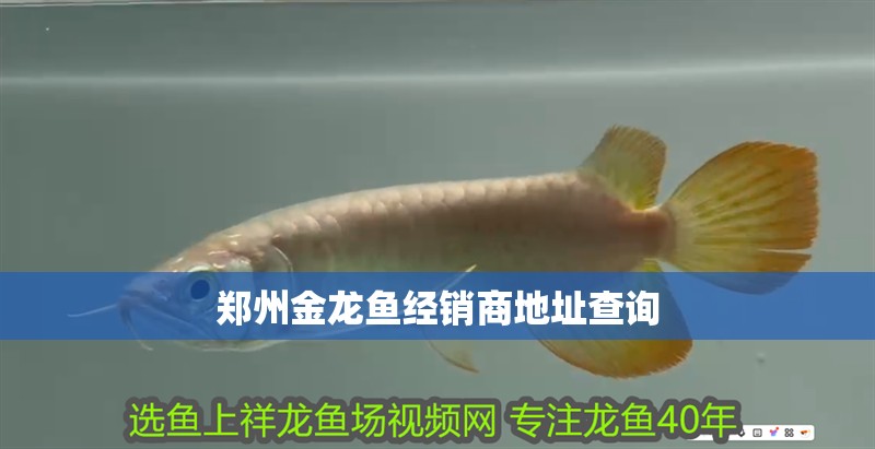 鄭州金龍魚經銷商地址查詢
