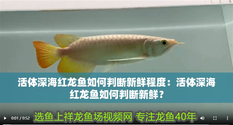 活體深海紅龍魚如何判斷新鮮程度：活體深海紅龍魚如何判斷新鮮？