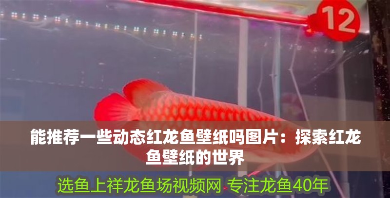 能推薦一些動(dòng)態(tài)紅龍魚(yú)壁紙嗎圖片：探索紅龍魚(yú)壁紙的世界