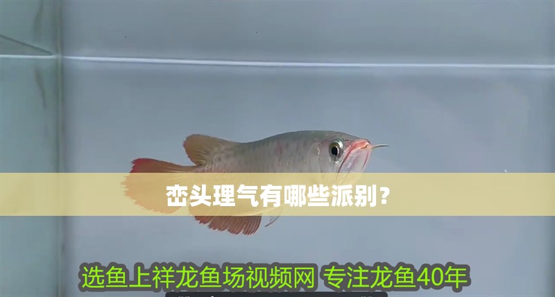 巒頭理氣有哪些派別？