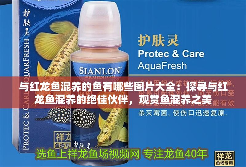 與紅龍魚混養的魚有哪些圖片大全：探尋與紅龍魚混養的絕佳伙伴，觀賞魚混養之美