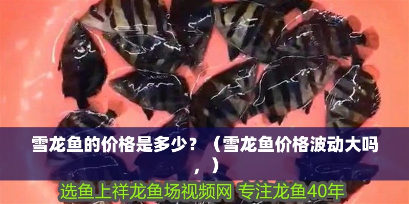 雪龍魚的價格是多少？（雪龍魚價格波動大嗎，）