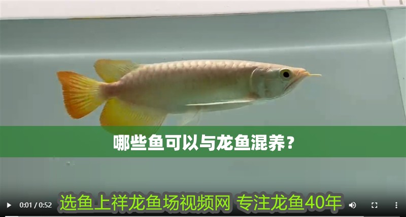 哪些魚可以與龍魚混養？ 哪些魚可以與龍魚混養？ 龍魚百科