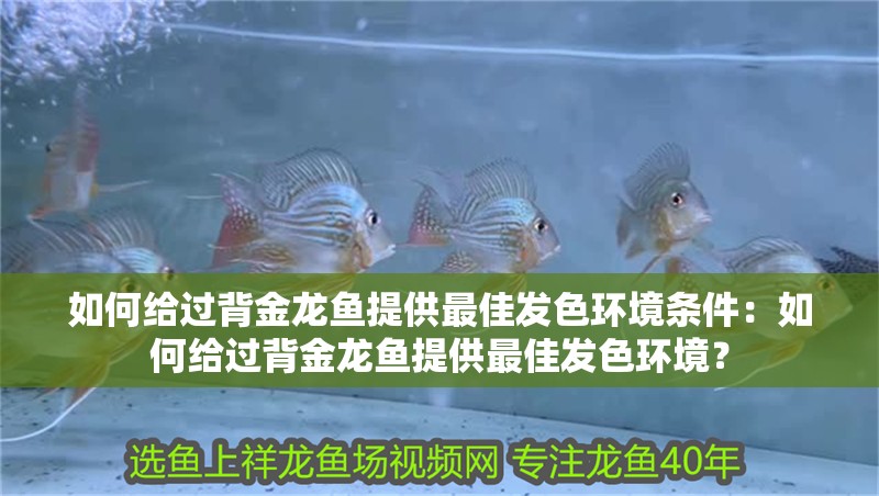 如何給過背金龍魚提供最佳發色環境條件：如何給過背金龍魚提供最佳發色環境？