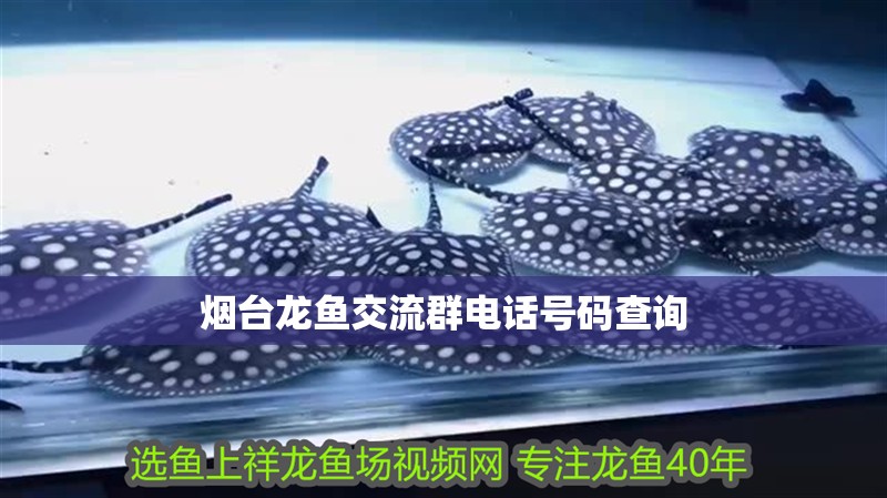 煙臺龍魚交流群電話號碼查詢