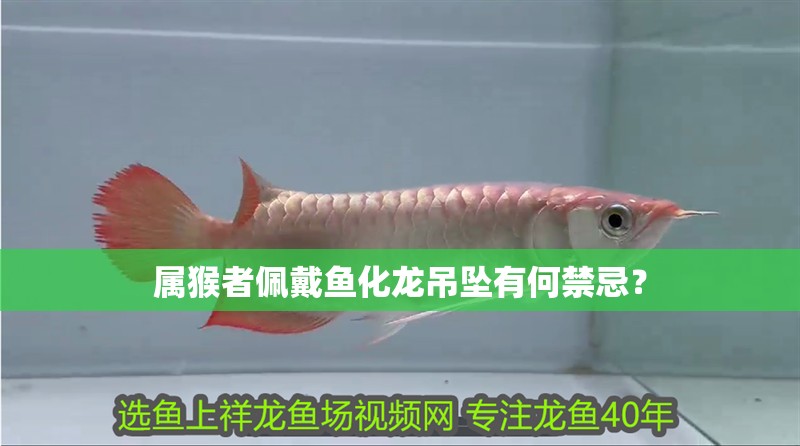 屬猴者佩戴魚化龍吊墜有何禁忌？ 屬猴者佩戴魚化龍吊墜有何禁忌？ 龍魚百科