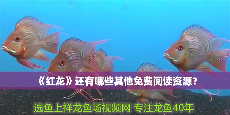 《紅龍》還有哪些其他免費閱讀資源？