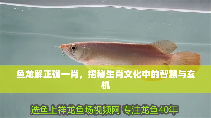 魚龍解正確一肖，揭秘生肖文化中的智慧與玄機(jī)